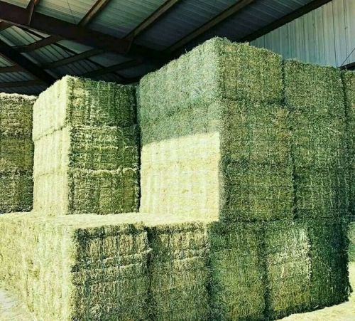 Alfalfa/orchard Grass Mix Quality Horse Hay ( Hay And Forage )