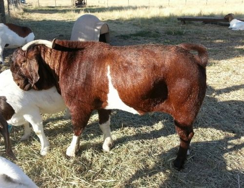 Boer Goats (wethers Mostly) For Sale ( Goats )