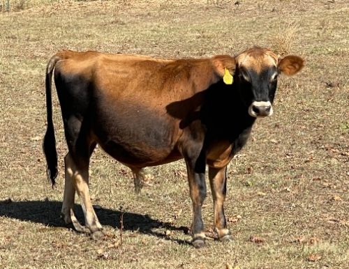 Yearling A2/a2 Purebred Mini Jersey Bull ( Cattle - Dairy )