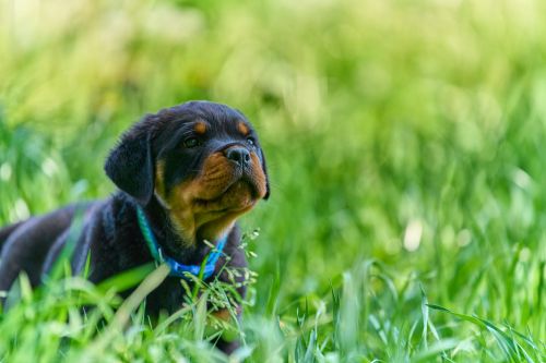 Best Rottweiler Puppies For Sale In Washington ( Pets )
