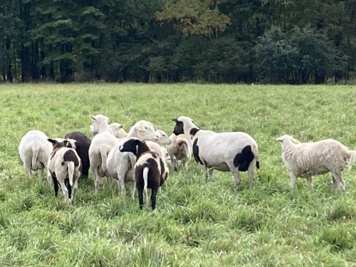 Proven Ewes. ( Sheep )