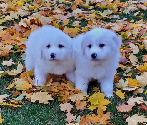 Great Pyrenees Puppies ( Dogs )