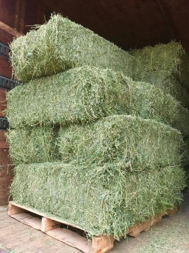 Alfafa Hay(3 Types) | Cow Hay | Bermuda Grass Hay | Teff Grass Hay | 