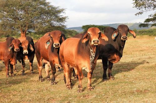 Beef Cattle Breeds Available For Sale ( Cattle - Beef )