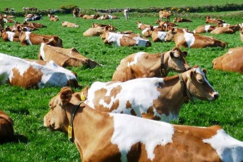 Dairy Cattle Breeds Available For Sale ( Cattle - Dairy )