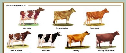 Supply Of Dairy Cattle And Beef Cattle ( Cattle )