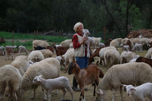 Buy Live Dairy Sheep And Live Meat Producing Sheep ( Sheep )