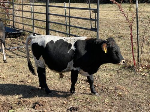 Yearling A2/a2 Mini Jersey Cross Paint Bull ( Cattle - Miniature )