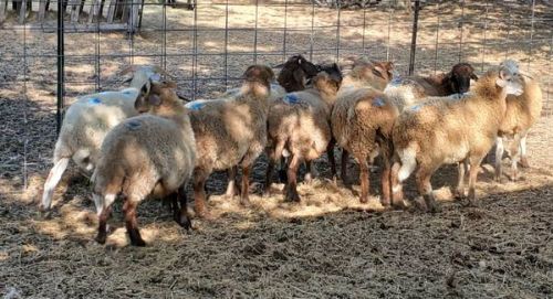 Awassi Sheep Fat Tail Ram Lambs ( Sheep )