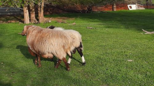 Awassi Sheep Fat Tail Ram ( Sheep )