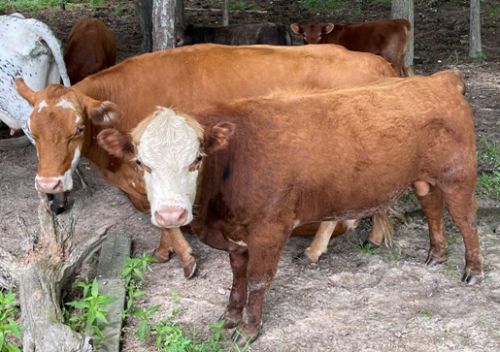 Yearling Lowline Cross Bull ( Cattle - Beef )