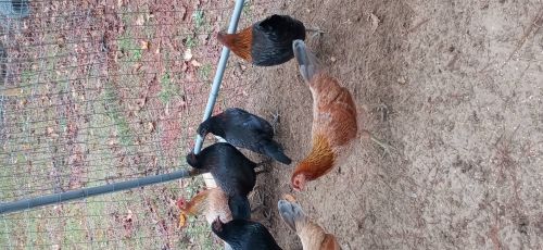Game Chickens ( Poultry - Chickens )