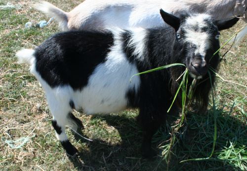 Registered Nigerian Dwarf Buck In Southern Wisconsin -$190 ( Goats )