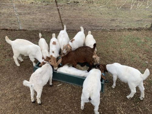 Boer Goat Wethers Available. ( Goats )