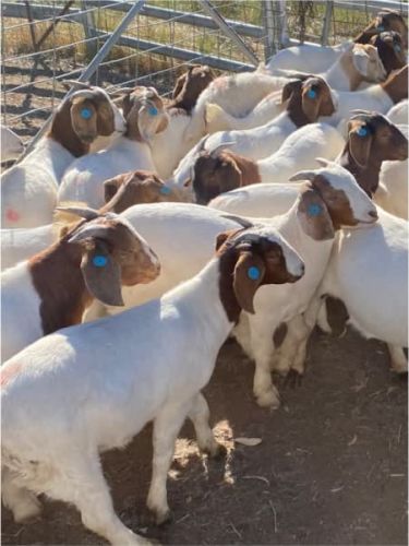 Boer Goat Does, Bucks And Wethers For Sale ( Goats )