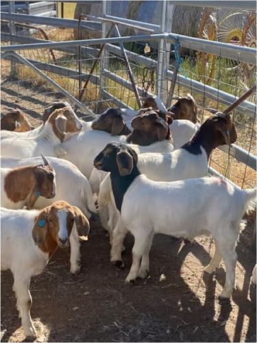 Young Boer Goat Wethers For Sale ( Goats )