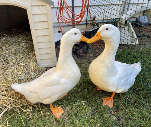 Rehoming 2 Pekin Ducks ( Poultry - Ducks )