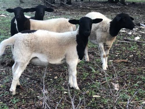 Dorper Ewe Lambs ( Sheep )