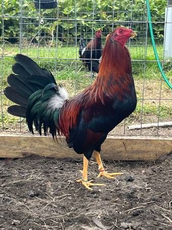 Gamefowl Game Chickens ( Poultry - Game Birds )