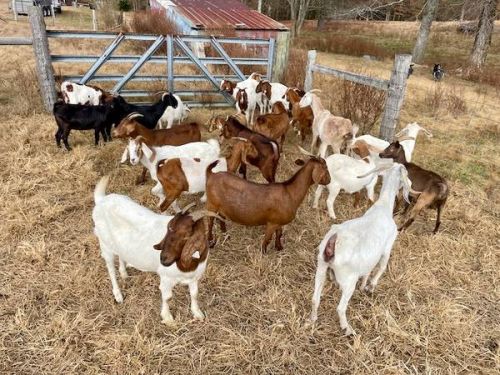 Boer Goats ( Goats )