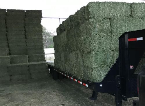 Hay Feeds In Large Quantity ( Hay And Forage )