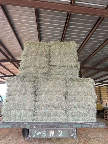 Excellent Horse Quality Bermuda Grass Square Hay Alfafa ( Hay And For