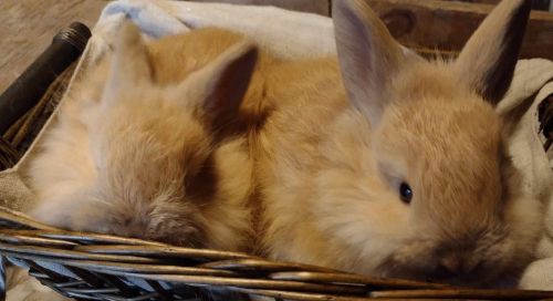 Angora Rabbits Ready For New Homes ( Rabbits )