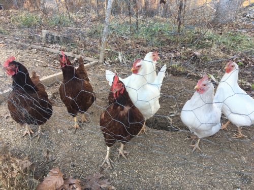Non-gmo Meat Birds For Sale! $75 ( Poultry - Chickens )