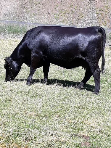 Register Black Angus Cow ( Cattle - Beef )