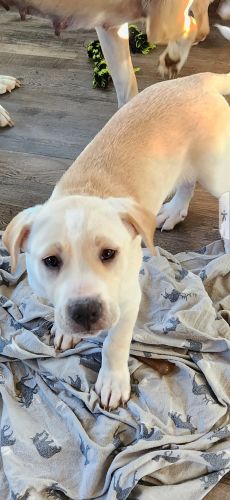 Great Pyranees Lab Mix Pups ( Dogs )