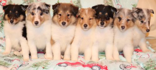 Collie Puppies ( Dogs )