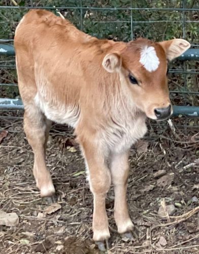 Weanling Mini Jersey Cross Bull Calves ( Cattle - Dairy )