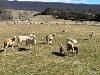 Ewes For Sale ( Sheep )