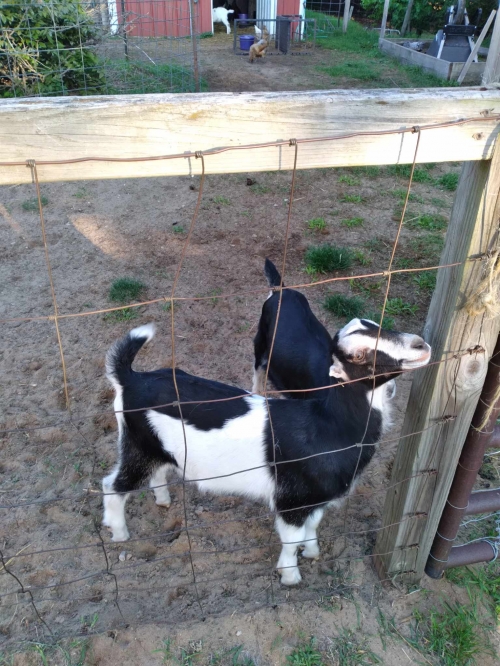 Unregistered Lamancha Buck Kid ( Goats )