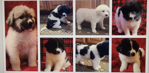 Gorgeous Huge Saint Bernard/pyrenees X Pups- $195 ( Dogs )