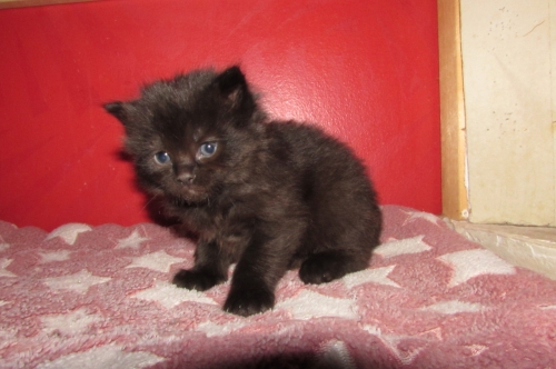 Ragdolls For Sale ( Cats )