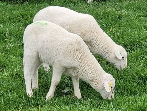 St Croix Hair Sheep Lambs ( Sheep )