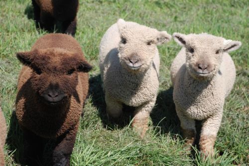 Babydoll Sheep For Sale ( Sheep )