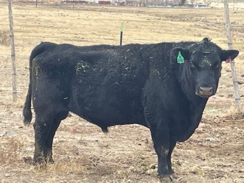 For Sale: Black Bull ( Cattle - Beef )