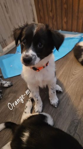 Border Collie Puppies ( Dogs )