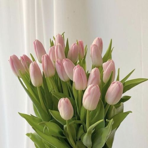 Tulip Flower ( Flowers )