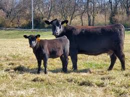 Agus Cow And Red Bull ( Cattle - Dairy )