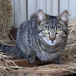 Barn Cats For Rodent Control - Neutered & Delivered Free! ( Pest Cont