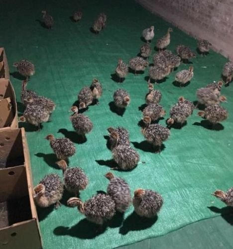 Ostrich Chicks And Fertile Ostrich Eggs For Sale ( Poultry )