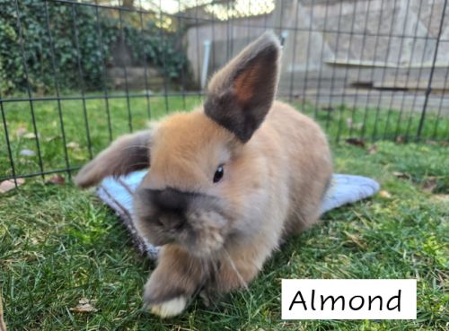 !adorable Holland Lop Mix Bunnies! ( Rabbits )