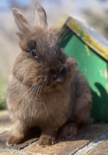 Bunny Rabbits For Sale In Cleveland Georgia 7068091000 ( Pets )