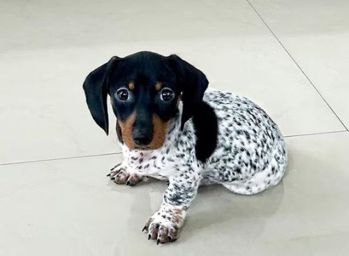 We Have Dachshund Puppies For Sale ( Dogs )