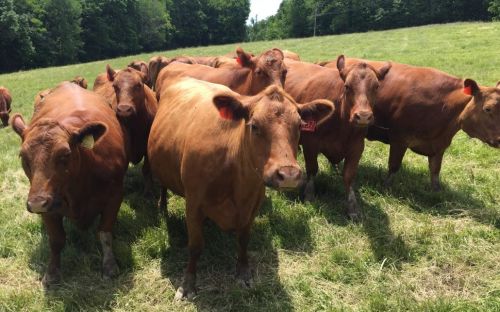 Red Angus Bulls ( Cattle )