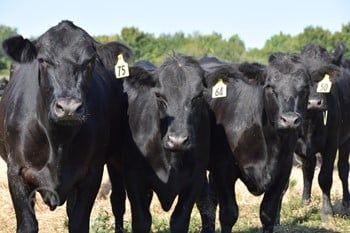 Black Angus ( Cattle )