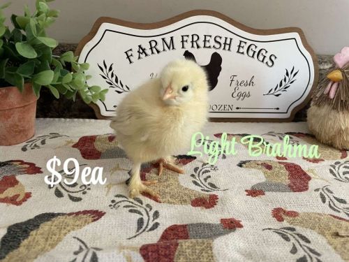 2 And 3 Week Old Pullets For Sale ( Poultry - Chickens )